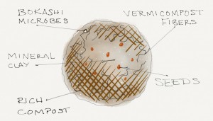 Seed Ball Anatomy
