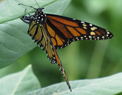Monarchs need Milkweed