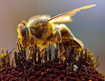 Help the bees
