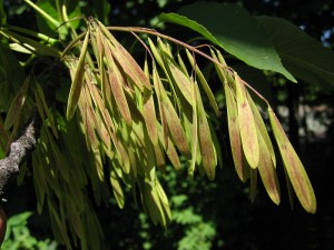 The American Ash produces a wild abundance of relatively tiny seeds, a strategy that banks on only a few reaching maturity,