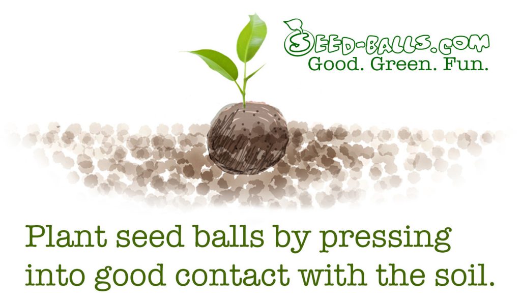 What are Seed Balls? Seed Balls Wildflower Seed Balls, Herb