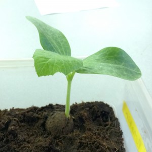 A pumpkin seed ball growing in our lab.