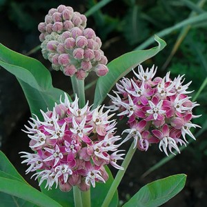 Showy Milkweed, <em>Asclepias speciosa</em> produces large stunning flowers its third year. It is native to the American Central Prairies and West.