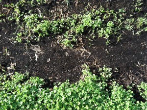 Clover (Trifolium repens) establishing in a compost/cardboard layer over salt impact soil. 