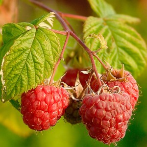 LovePlants_0002_Raspberries_(Rubus_Idaeus)