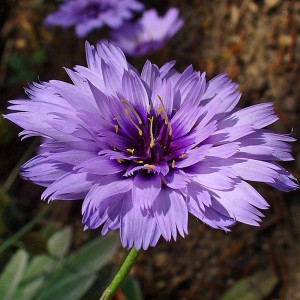Cupid's Dart, Catananche caerulea, is a member of the Aster family, and has been used in sympathetic love magic.