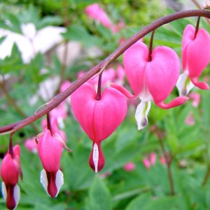 The Bleeding Heart (Lamprocapnos spectabilis) is a native wildflower in the Eastern US. It's association with love comes from it's resemblance to a heart.