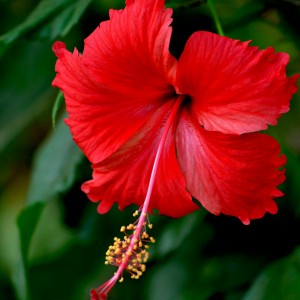 The Red Hibiscus is frequently used in love potions; it's associated with good fortune and passionate love.