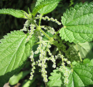 Stinging Nettle, Urtica dioica, is apparently rich in vitamins that promote fetal and maternal health,