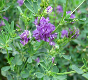 Alfalfa, Medicago sativa, is rich in vitamins and has been used in herbal medicine