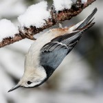 White Breasted Nuthatch feeds upside down on trees and the stems of plants. Its winter diet is dominated by seed. When it warms up, they love insects.