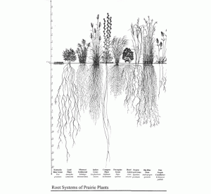 The root systems of various native species, compared to the tiny roots of the typical lawn, far left.