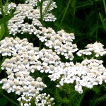 Yarrow is great for wildflower seed balls