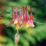 Eastern Columbine is great for wildflower seed balls