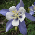 Columbine is great for wildflower seed balls
