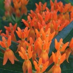 Butterflyweed is great for wildflower seed balls