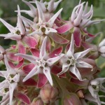 Showy Milkweed is great for wildflower seed balls