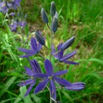 Camas is great for wildflower seed balls