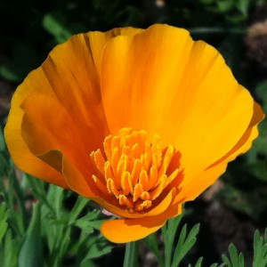California Poppy is great for wildflower seed balls