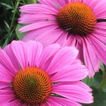 Purple Coneflower is great for wildflower seed balls