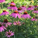 Purple Coneflower is great for wildflower seed balls
