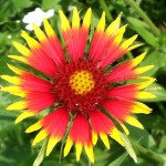 Indian Blanketflower is great for wildflower seed balls