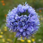 Globe Gilia is great for wildflower seed balls