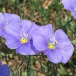 Blue Flax is great for wildflower seed balls