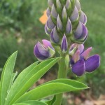 Wild Blue Lupine is great for wildflower seed balls