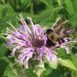 Monarda is great for wildflower seed balls