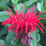 Bee Balm is great for wildflower seed balls