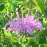 Wild Bee balm is great for wildflower seed balls
