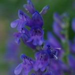 Penstemon is great for wildflower seed balls
