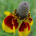 Mexican Hat is great for wildflower seed balls