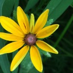 Brown-Eyed Susan is great for wildflower seed balls
