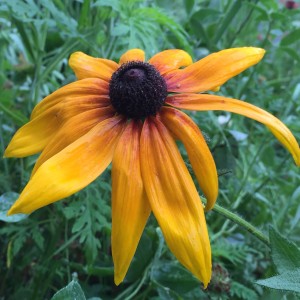 Black-Eyed Susans is great for wildflower seed balls