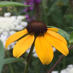 Rudbeckia triloba, or Brown-Eyed Susan, produces an abundance of small seed that easily germinates.