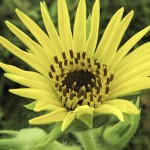 Compass Plant is great for wildflower seed balls