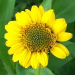 Bush Sunflower is great for wildflower seed balls