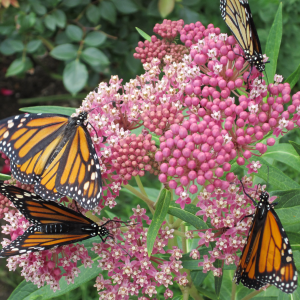 Monarchs LOVE Swamp Milkweed (<em>Aslcepias incarnata</em>) if you have rich soil and moderate to wet conditions, this is the one to grow! It's native to most of the continental US, except the West coast.