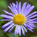 New England Aster is great for wildflower seed balls
