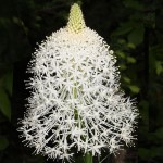 Bear Grass is great for wildflower seed balls