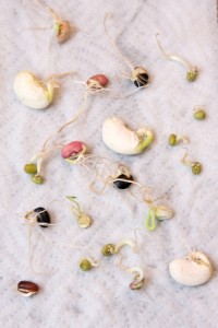 Germination of Beans